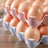 Large-capacity Egg Storage Box 24/15 Grooves Egg Dispenser for Kitchen Trendy Egg Container