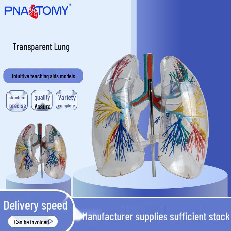 Transparent Lung Segment and Trachea Teaching Model - Human Anatomy Aids 29 x 15 x 34 cm