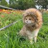 Soft Pet Lion Hat Breathable Cat Wig Hat Lion Mane Wig Cap Hat  Cosplay Party