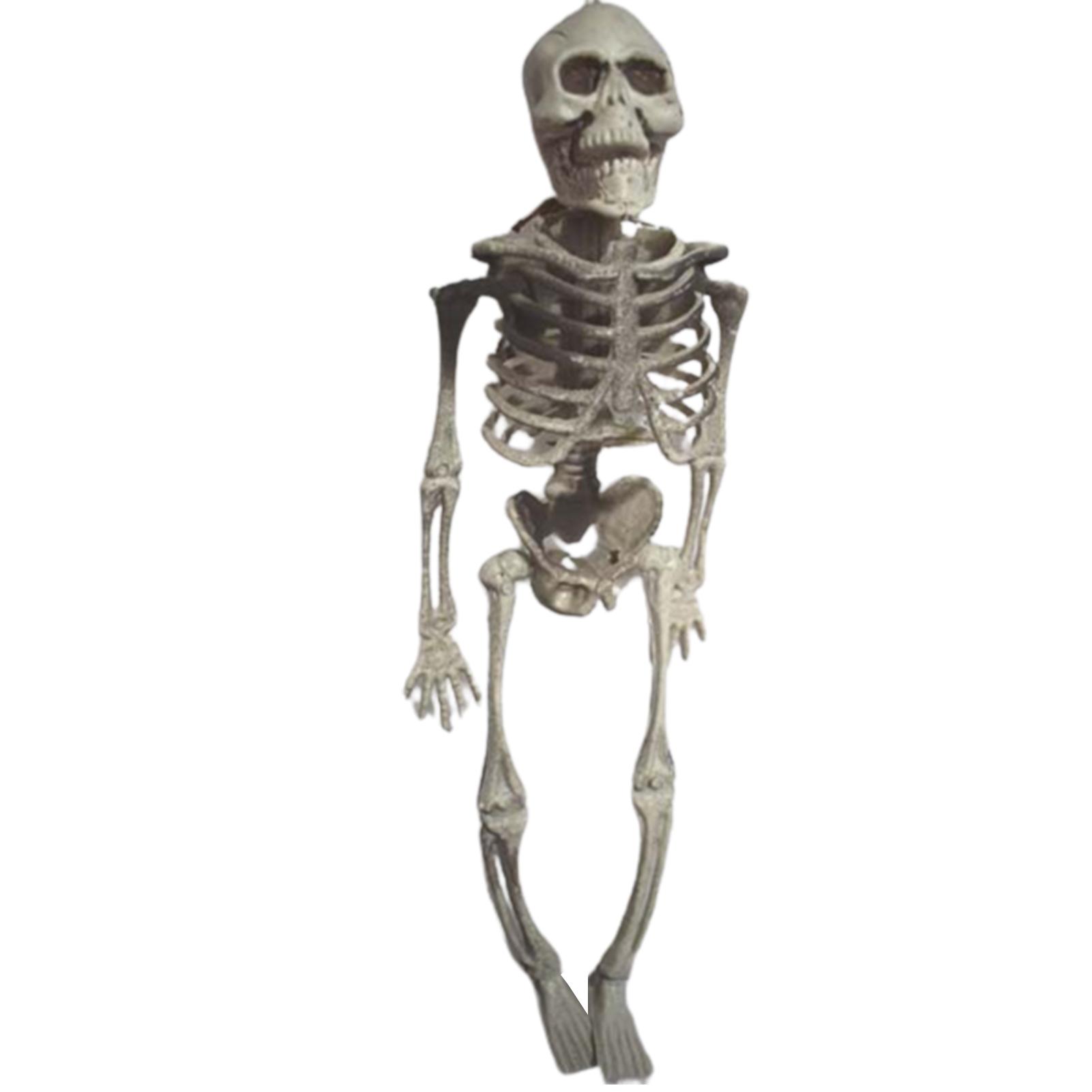 

Halloween Movable Skull Skeleton Life Size Full Body Posable Joints Skeletons for Children Girls Boys Party Gift