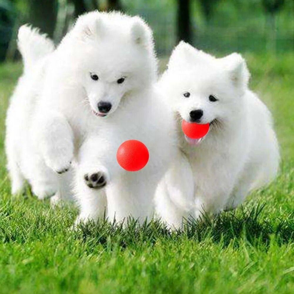 3 Sizes Pet Chewing Ball Non-toxic Solid Elastic Ball Dog supplies Rubber Dog Ball  Cleaning Teeth