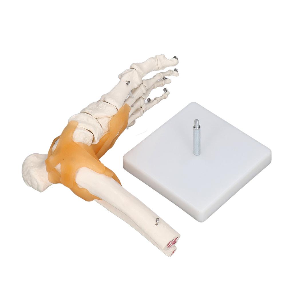 Human Foot Model Anatomical Ankle Skeleton Bones with Ligament 1 To 1 Life Size Mold