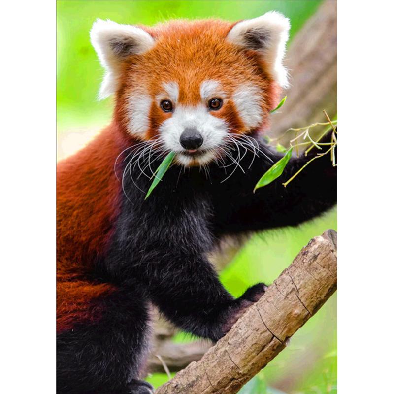 

5D Diy Алмазная картина Животные Лошадь Кошка Собака Слон Набор для вышивки крестом Полный круглый дрель Вышивка Мозаика Художественная картина Ремесла Full Round 30x40CM