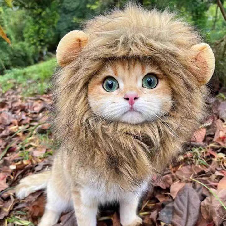 Cute Cat Hat Lion Headgear Elastic