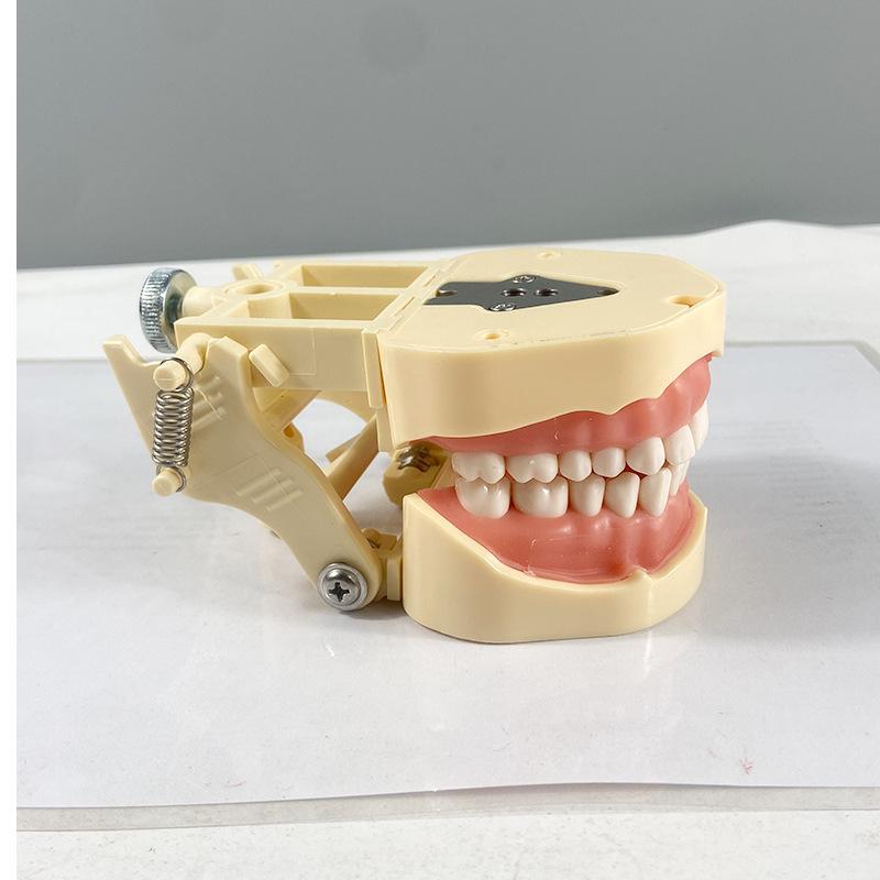 Прозора Знімна Повна Модель Щелепи з М'якими Яснами та Зубами для Підготовки до Імплантації