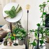 Plant Clips For Climbing Invisible Adhesive Reusable Butterfly Indoor Plant Climbing Fixture Clips For Pothos Clematis Home