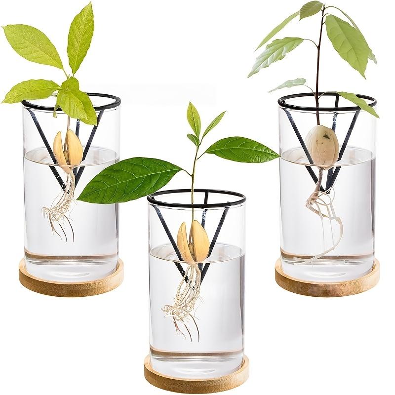 Vaso Vetro Idroponico per Semi di Avocado Supporto Triangolare per la Coltivazione dell'Avocado con Staffa Triangolare e Base in Bambù Vaso per Germinazione Piante