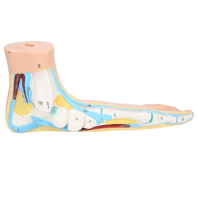 Human Foot Model for Teaching Adults Anatomy Model Research Muscle Display Explain Accessories(Arch Foot)