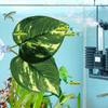 Betta Beds For Fish Tank Betta Fish Leaf Pad With Suction Cup Artificial Plant For Shrimp Guppy Sleeping Playing Hiding Spawning