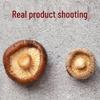 Ankang Spezial getrocknete Shiitake-Pilze