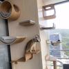 Wall Mounted Cat Climbing Shelves Hammock Scratcher Perches Solid Wood Steps Stairs Cat Furniture for Activity Indoor Cats