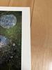 [USED] Abandoned Garden / Collection of Shomei Tomatsu's Works