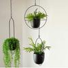 European Wrought Iron Hanging Hydroponic Planter for Spider Plants