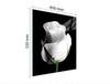 GLASSCHNEIDEBRETT 45x52 ROSE