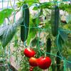 Garden Climbing Net Protecting Flowers Seedlings for Climbing Plants Loofah Morning Glory Flowers Cucumber Vine
