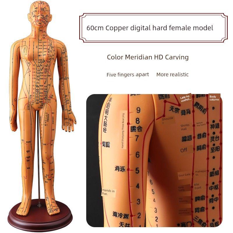 Medicine Acupuncture Acupoint Model Chart of Human Body Super Clear Body Twelve Meridians Human Shape Can Practise Small Skin People with Needles