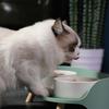 Double Feeding Bowl Collar Protect NONSLIP Ceramic Cat Feeding Bowl for Dog | DOGS EATING