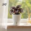 Small Planters for Hoya Cuttings Self Watering Plant Pots Indoor Plants, with Water Level Indicator, Clear Propagation Containers Carnivorous