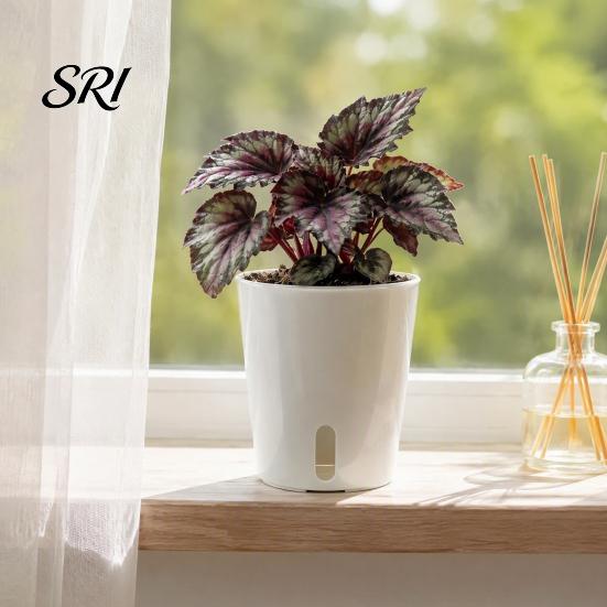 Small Planters for Hoya Cuttings Self Watering Plant Pots Indoor Plants, with Water Level Indicator, Clear Propagation Containers Carnivorous