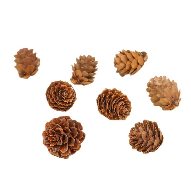 2023 Pine Cone & Dried Flowers for Christmas DIY: Ponderosa, Loblolly, Spruce