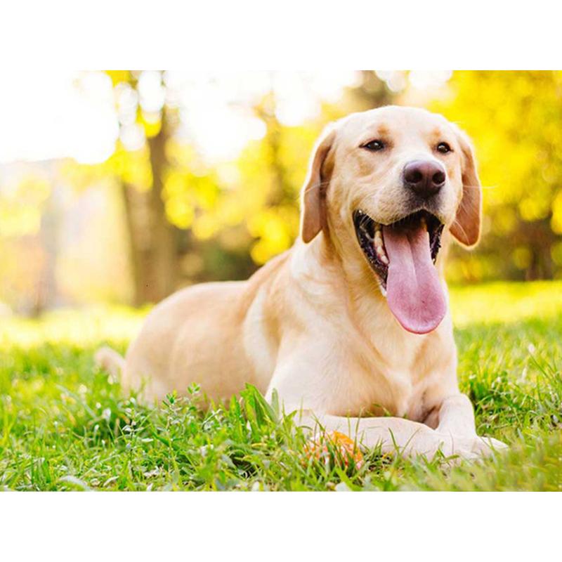 Dog DIY 5D Diamond Painting Dog Full Round Rhinestones Animal Diamond Embroidery Cross Stitch Kit Handmade Gift Home Decor