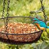 Hanging Bird Feeder Round Tray Metal Mesh Platform Seed Feeder for Outdoor Garden Decoration