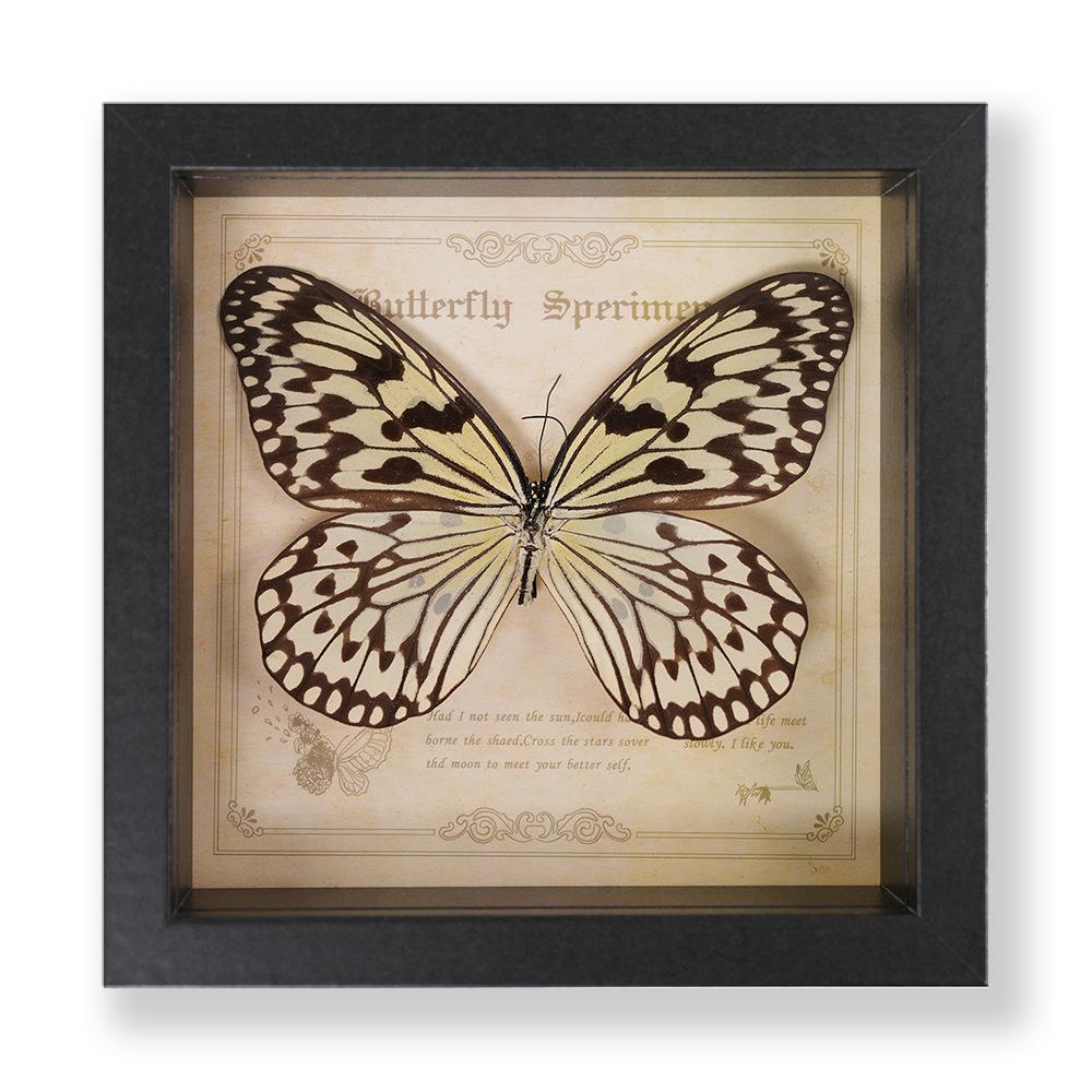 Green Banded Swallowtail Butterfly Specimen Decorative Painting - Real Insect for Display