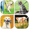 Cães – Colares e correias para cães