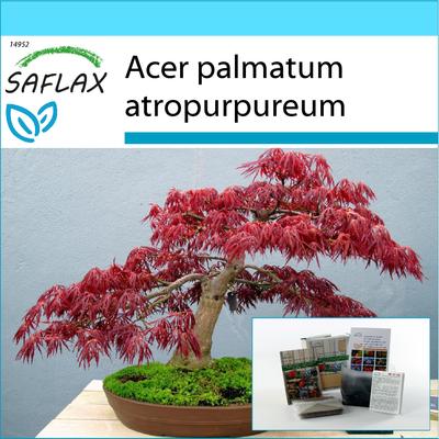 Geschenkset - Bonsai - Roter Japanischer Ahorn - 20 Samen - Mit Geschenkbox, Karte, Etikett und Blumenerde - Acer palmatum