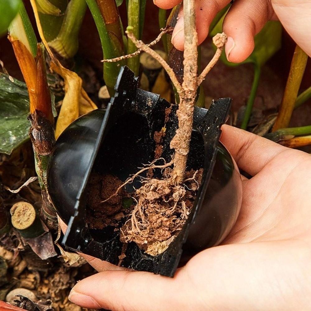 3Pcs Fast Propagation Grafting Rooting Box Plastic Plant Root Growing Box  Garden Planting