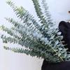 12/10 BUC Mănunchi Ramură Frunze Eucalipt Plante Artificiale din Plastic Frunze Tulpini Verzi Nuntă Faux Flori Artificiale Decor Tort DIY