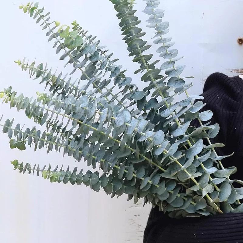 12/10 BUC Mănunchi Ramură Frunze Eucalipt Plante Artificiale din Plastic Frunze Tulpini Verzi Nuntă Faux Flori Artificiale Decor Tort DIY