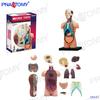 4D Human Anatomy Model: Brain, Heart, Eye, Ear, Pelvis, Knee, Muscle