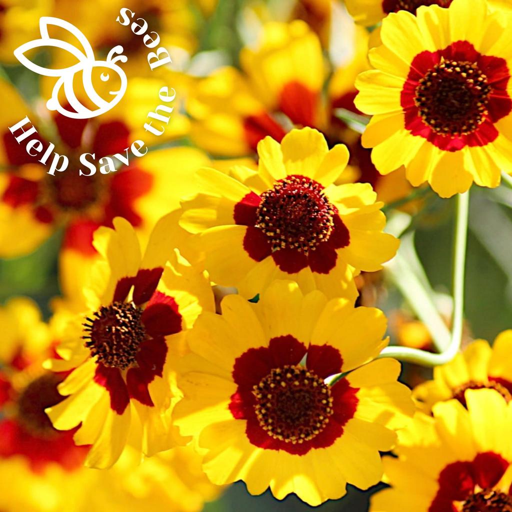 Help Save the Bees Seeds Set / 20 Set Nectar-rich Plants / Bee-friendly Set / Flowers / Pollen / 100g