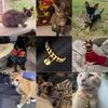 18K Gold Cat Dog Collar Kitten Puppy 1/2inch 12mm Wide Stainless Steel Kitten Choker Curb Chew Proof Cuban Link Chain with Bell (Neck Fit 6"-8")