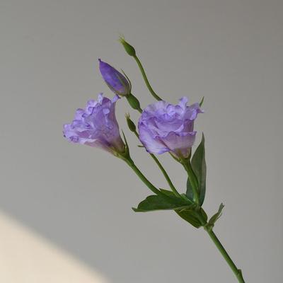 Real Touch Artificial Lisianthus Flowers Silk Flowers Bridal Bouquet Fake Eustoma Flower Lifelike DIY Artificial Bouquet