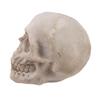 2pcs Resin Tabletop Skeleton Model Dispaly Props