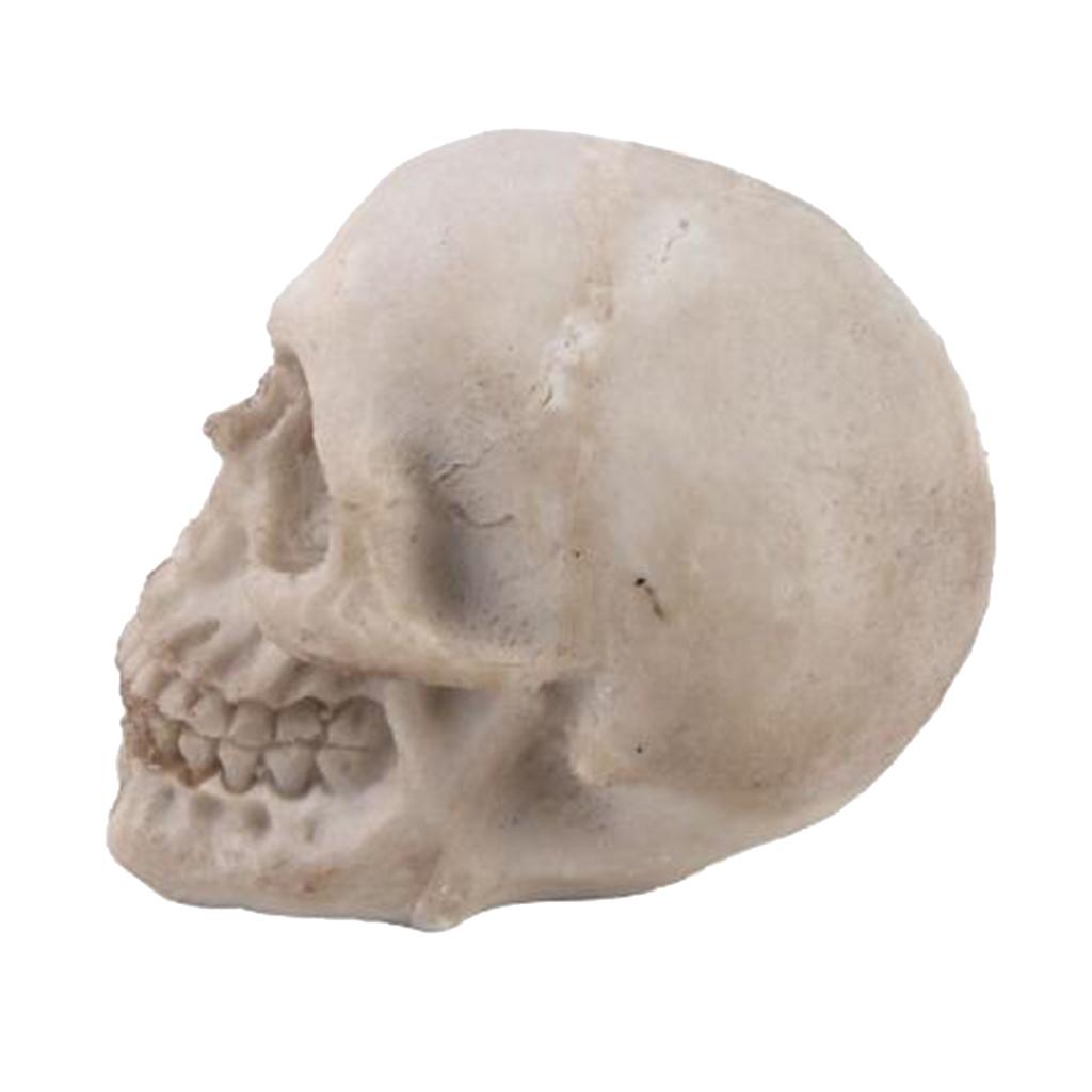 2pcs Resin Tabletop Skeleton Model Dispaly Props
