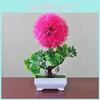 Majus Ball Antirrhinum Potted Plant With Indoor Decor For Housewarming