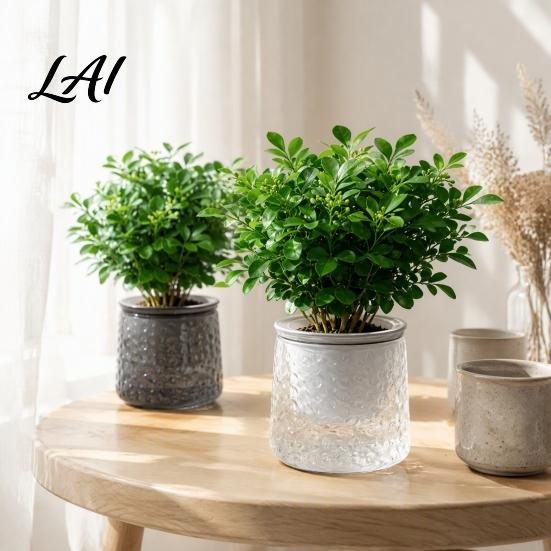 Decorative Aesthetic Flower Pots Self‑Watering Planter Pot Thick Transparent Embossed Desktop Vessels Indoor for Hydroponic Houseplants Succulents