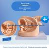 Human Catheterization Model: Female Genitalia, Male Urinary & Reproductive Systems