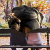 Lion Pattern, Automatic Folding Umbrella, Portable and Foldable Design, 8 Ribs, a Christmas or Birthday Gift.