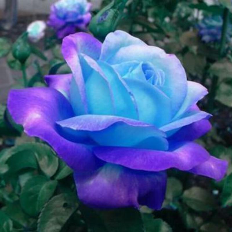 50Pcs Blue-Pink Rose Flower Seeds Home Garden Plants Rare !!! 50Pcs Blue-Pink Rose Flower Seeds Home Garden Plants Rare !!!