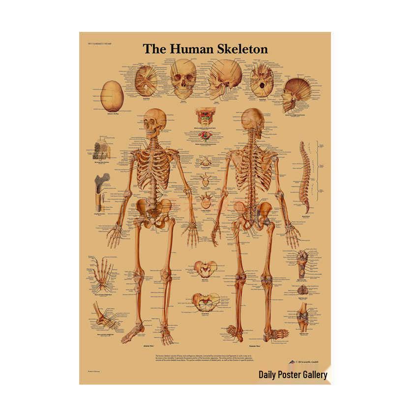 Anatomie kosterního svalstva Diagram Retro plakát pro výzdobu třídy Nástěnné umění (584)