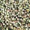 2026 New Flower Pu'er Ancient Tree Tea Buds Yunnan Tea Tree Flowers 500g Loose Flower Tea Yunnan Pu'er Flower Tea