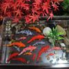 Cartoon Mini Koi Fish Ornament Resin Crafts Small Fish  Statue Kids Gift Carp Figurines  Aquarium