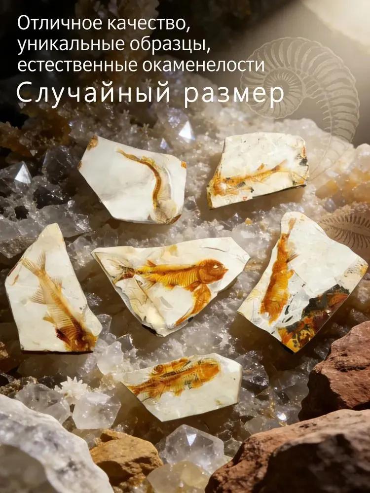 Paleontological fish fossils for teaching children natural sciences, Random size