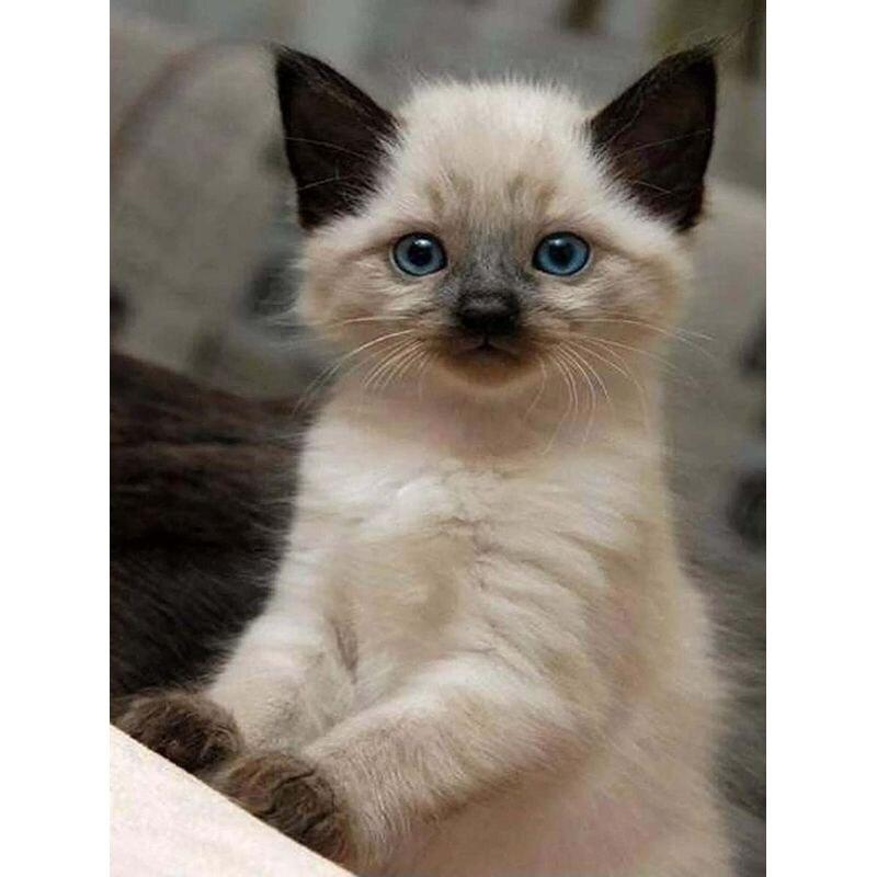 Full Drill Square&;Kulatý diamantový obraz Black Faced Cat Diy Sale Výšivka Animal Home Decoration dárek