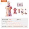 Human Body Model, 23 Parts 18 inch, Human Torso Anatomy Model Unisex Anatomical Skeleton Model with Removable Organs, Educational Teaching Tool for