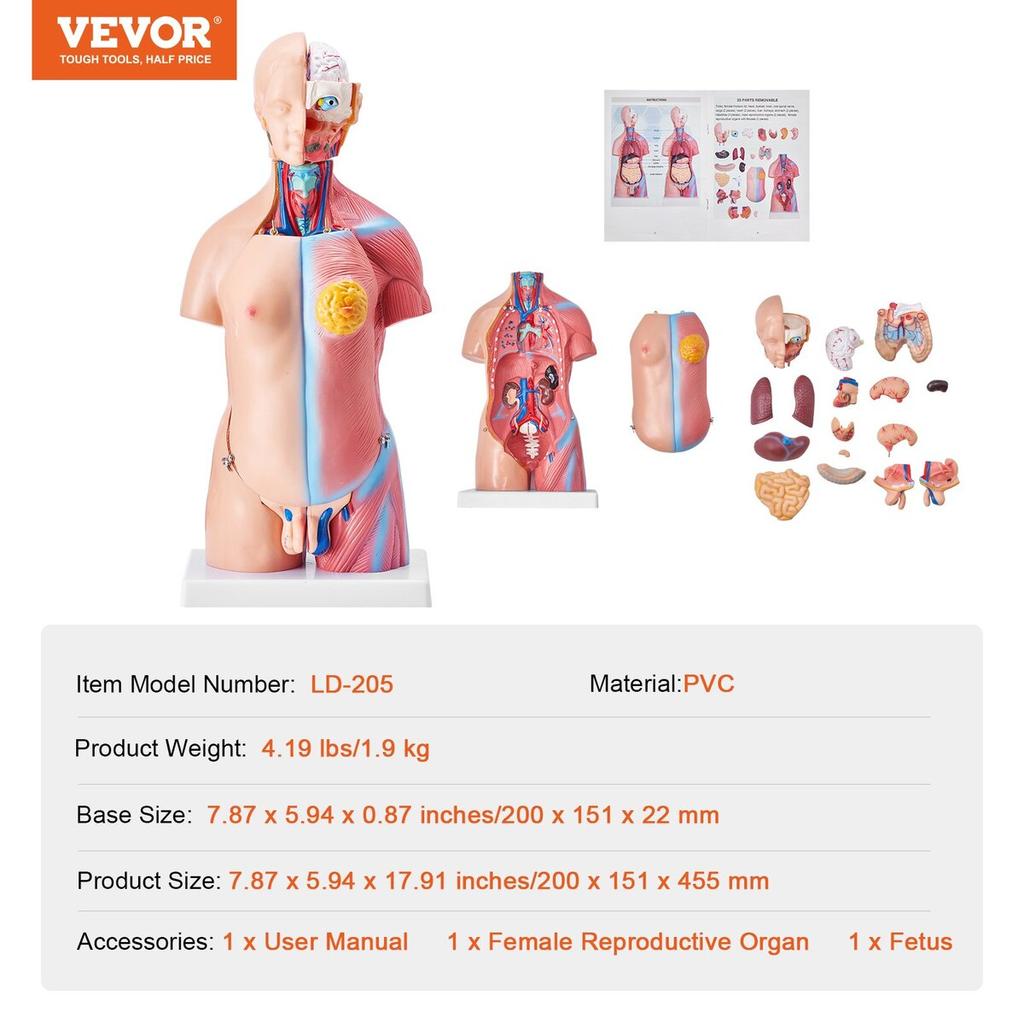 Human Body Model, 23 Parts 18 inch, Human Torso Anatomy Model Unisex Anatomical Skeleton Model with Removable Organs, Educational Teaching Tool for